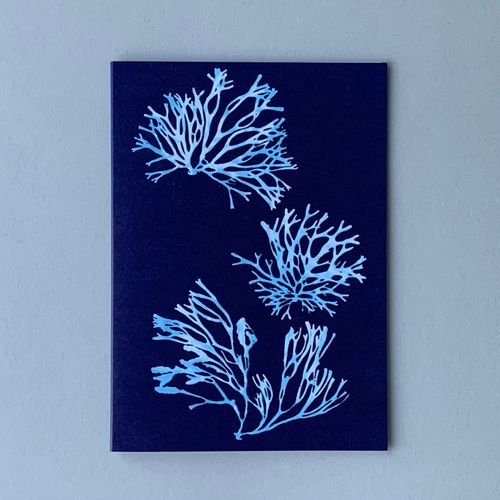 Seaweed Cyanotypes. Cyan 3